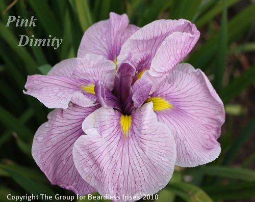 Pink Dimity 16.6 (2)